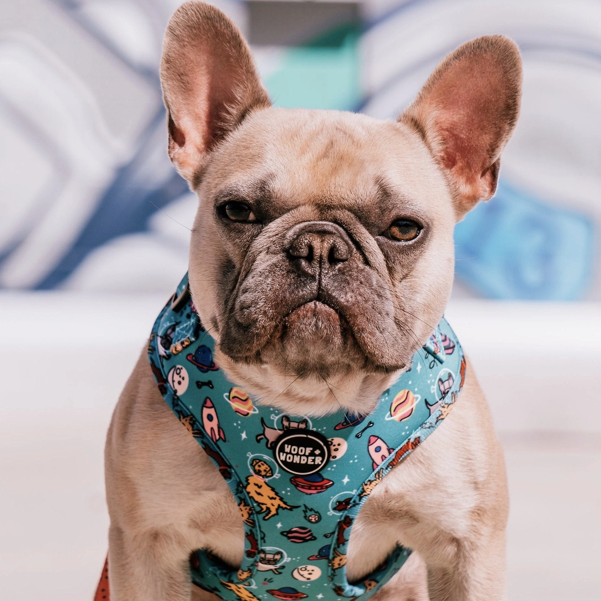 Cosmic Comfort: The Adjustable Harness for Every Canine Astronaut!